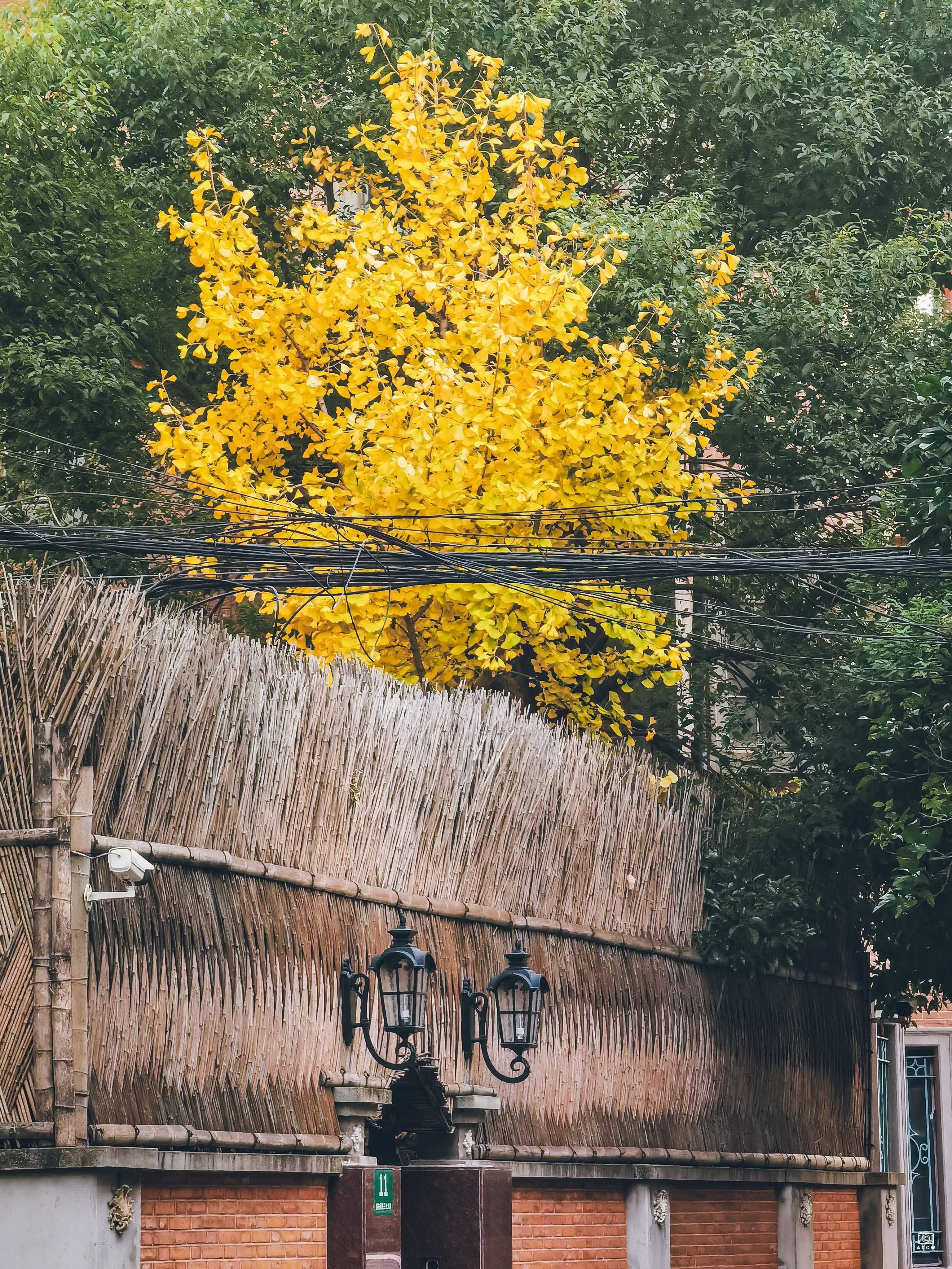 美丽园  图片5